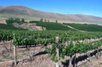 Skyfall vineyard