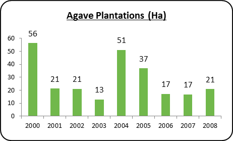 Agave plantation
