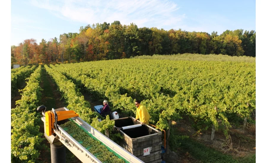 Bellangelo web series