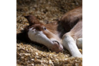 Budweiser Clydesdale Foal