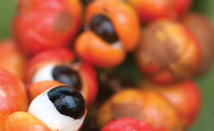 Sensient guarana berry