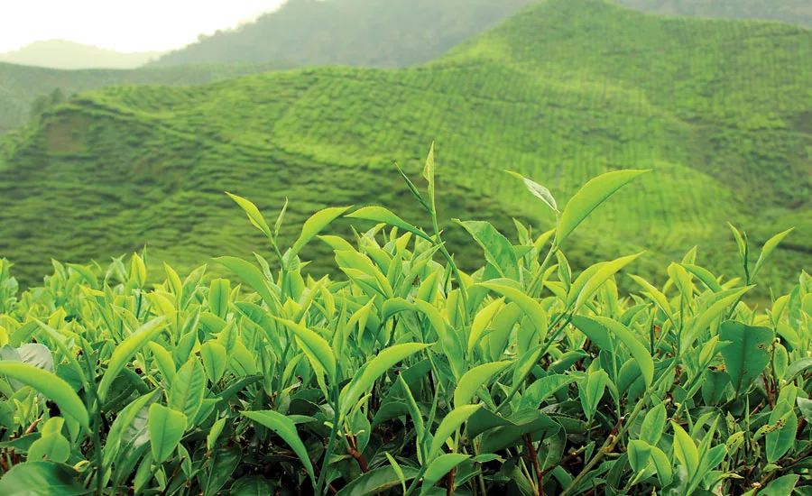 Martin Bauer Tea - Beverage Industry