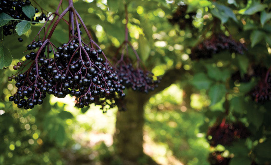 Berry flavonoids, including the black elderberry, boost the body’s natural immune response and can ameliorate cold and flu symptoms, Melanie Bush says Cans - Beverage Industry