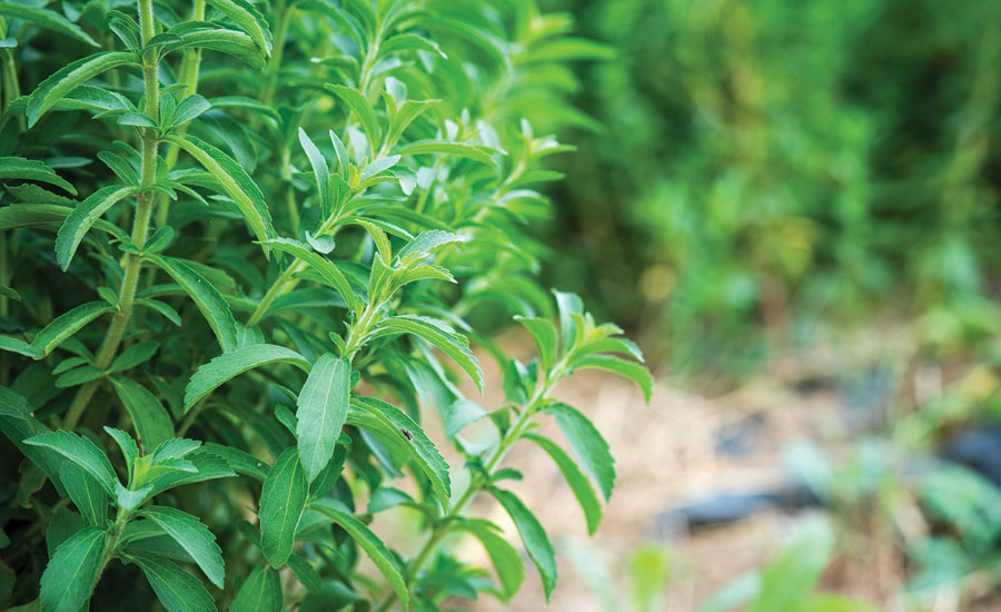Demand for stevia is forecast to reach $120 million in 2021 after yearly gains of greater than 11 percent, notes The Freedonia Group. (Image courtesy of Sweet Green Fields USA LLC) - Beverage Industry