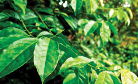 Guayusa leaf extract. - Beverage Industry