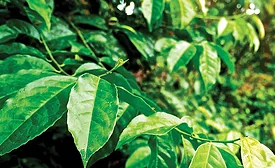 Guayusa leaf extract. - Beverage Industry