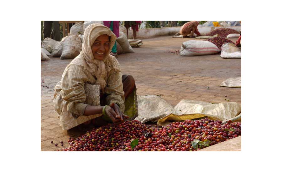 Coffee fruit shows potential in future beverage innovations | 2021-01 ...