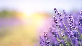 Last drop classic flavors