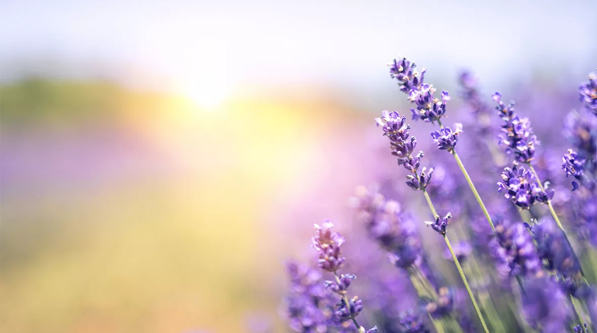 Last drop classic flavors