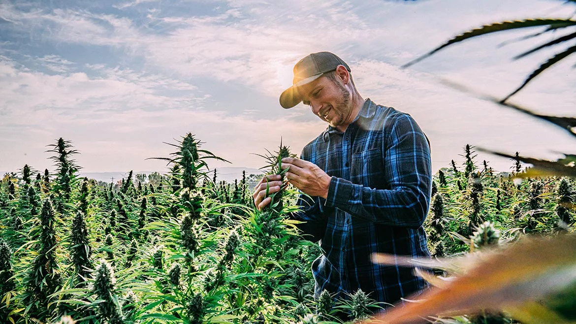 man picking marijuana