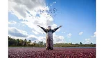 a cranberry bog during a wet harvest. 