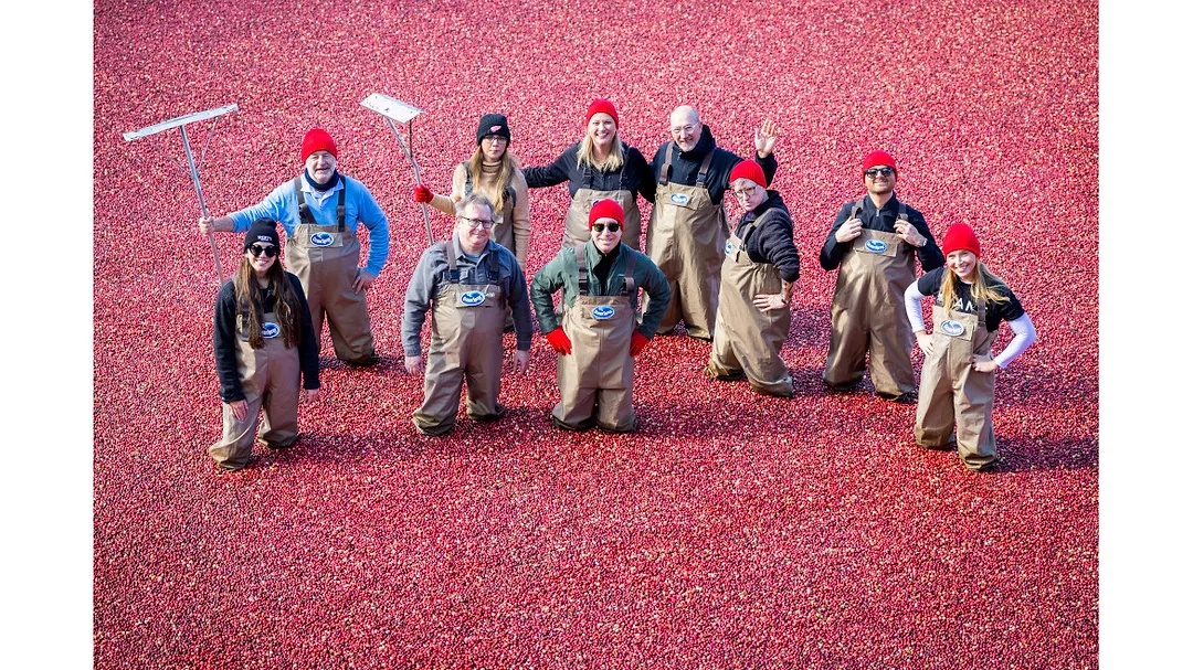  people participating in a cranberry harvest 