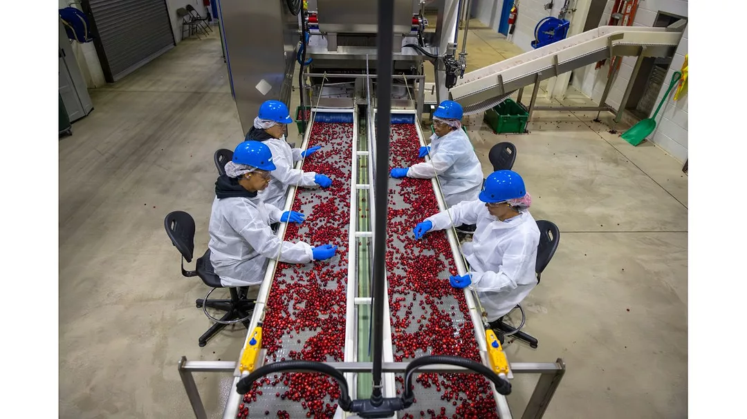 workers sorting cherries at a packing facility. 