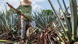This image depicts a farmer harvesting agave, a traditional process known as jima. 