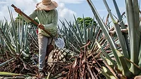 This image depicts a farmer harvesting agave, a traditional process known as jima. 