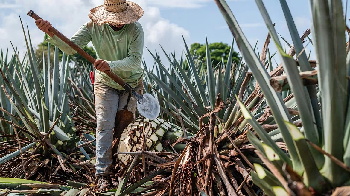 This image depicts a farmer harvesting agave, a traditional process known as jima.